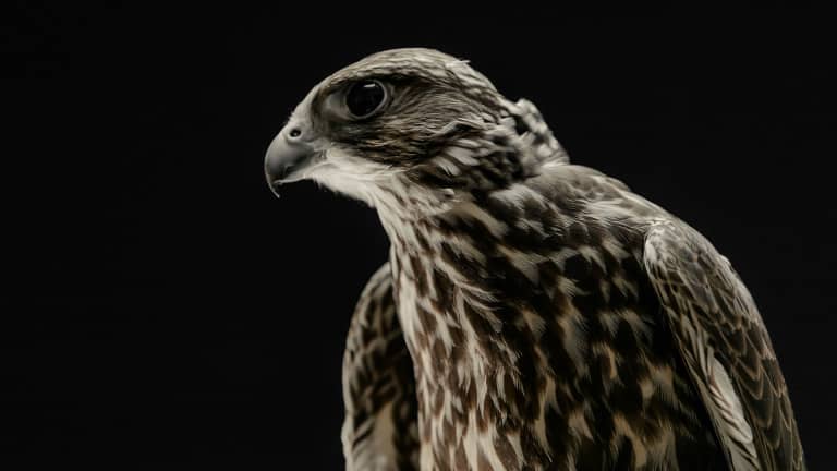 LAFC Falcons - https://la-mp7static.mlsdigital.net/elfinderimages/Photos/Falcon/Fig_1920x1080.jpg