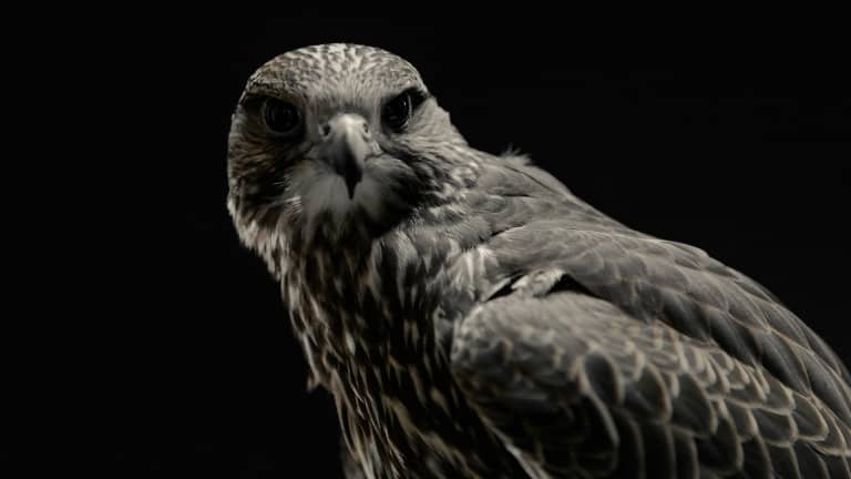 LAFC Falcons - https://la-mp7static.mlsdigital.net/elfinderimages/Photos/Falcon/Mel_1920x1080.jpg